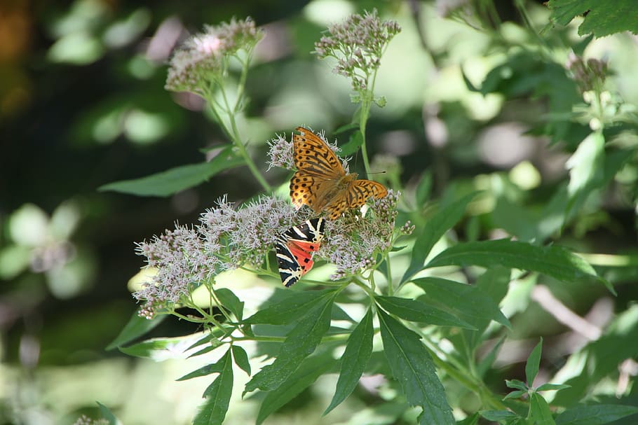 arctiidae, butterfly, cannabinum, eupatorium, euplagia, flowers HD wallpaper