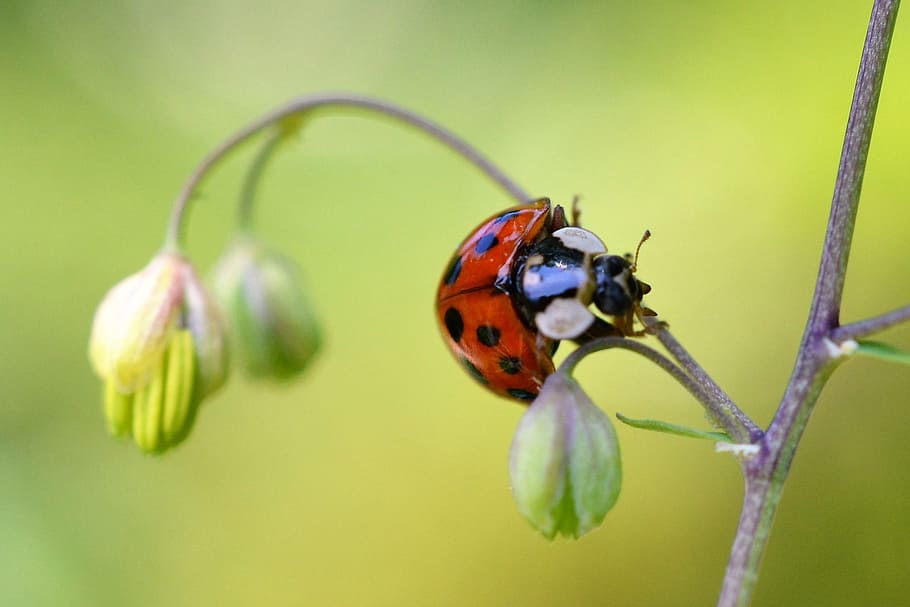 Ladybug, Insect, Nature, yellow green, beetle, branch, coccinellidae HD wallpaper