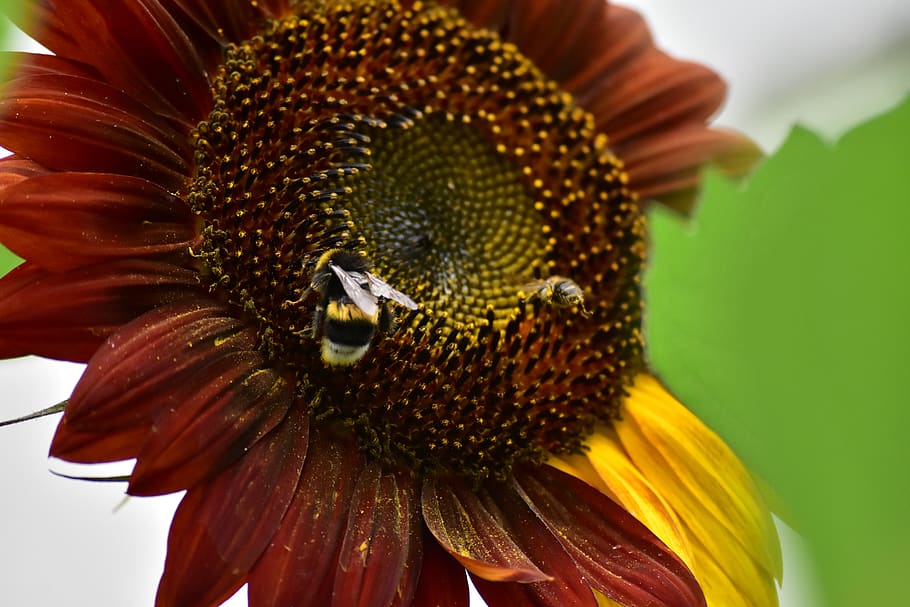sunflower, pollination, pollen, insect, flowering plant, petal HD wallpaper