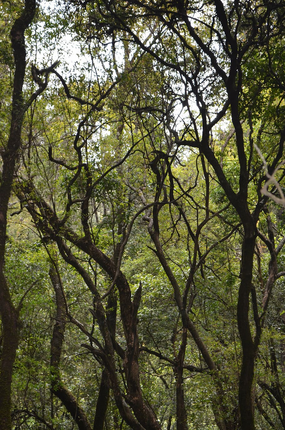 trees, forest, woods, nature, green, outdoor, park, ethiopia HD wallpaper