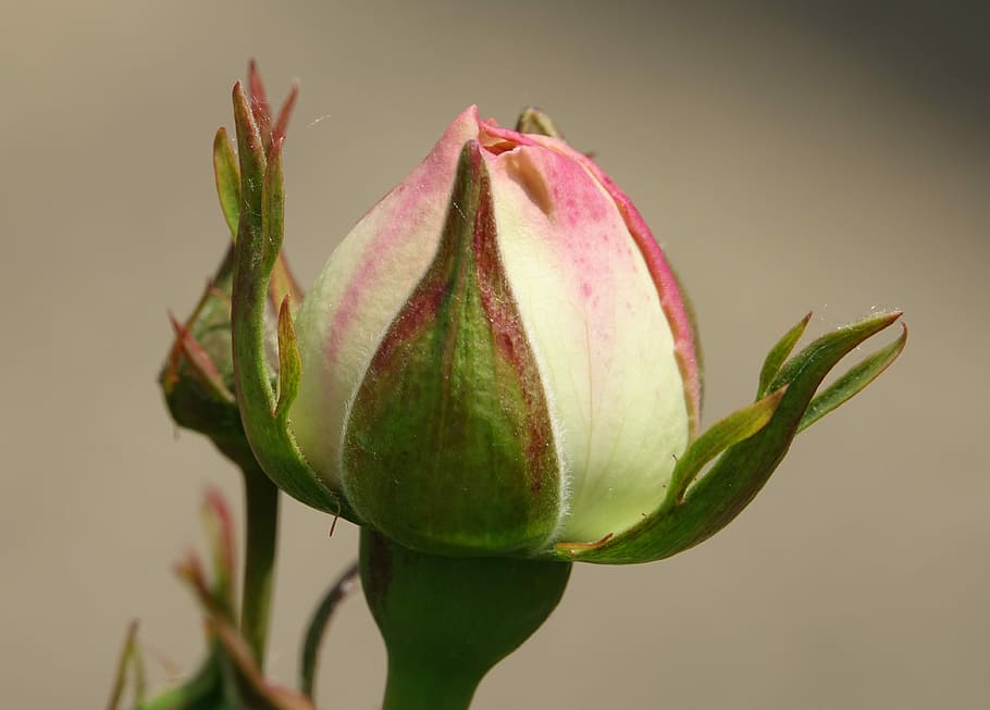 pink, hatching, button, beauty in nature, plant, close-up, freshness HD wallpaper