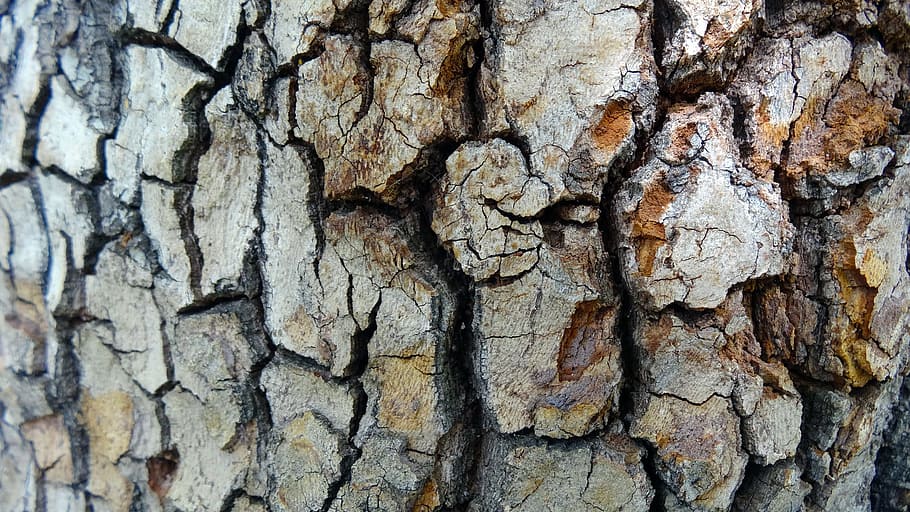 tree bark, texture, natural pattern, tree trunk, textured, full frame HD wallpaper