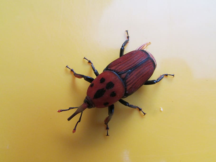 beetle, insect, bug, macro, fly, dharwad, india, animal themes HD wallpaper