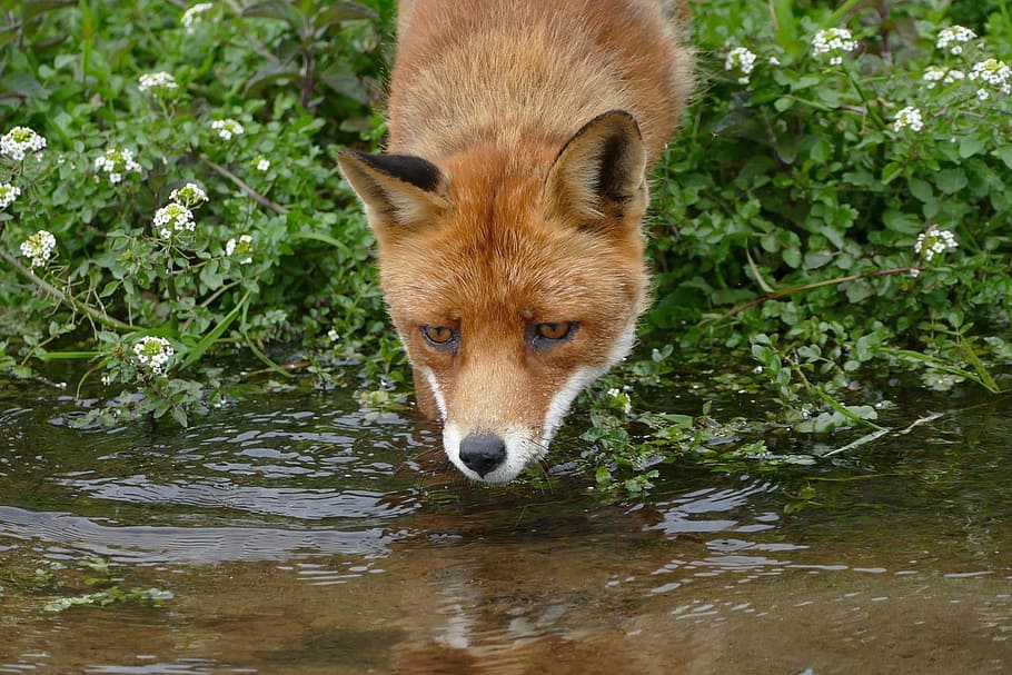 fox on body of water, nature, wild, brook, one animal, animal themes HD wallpaper