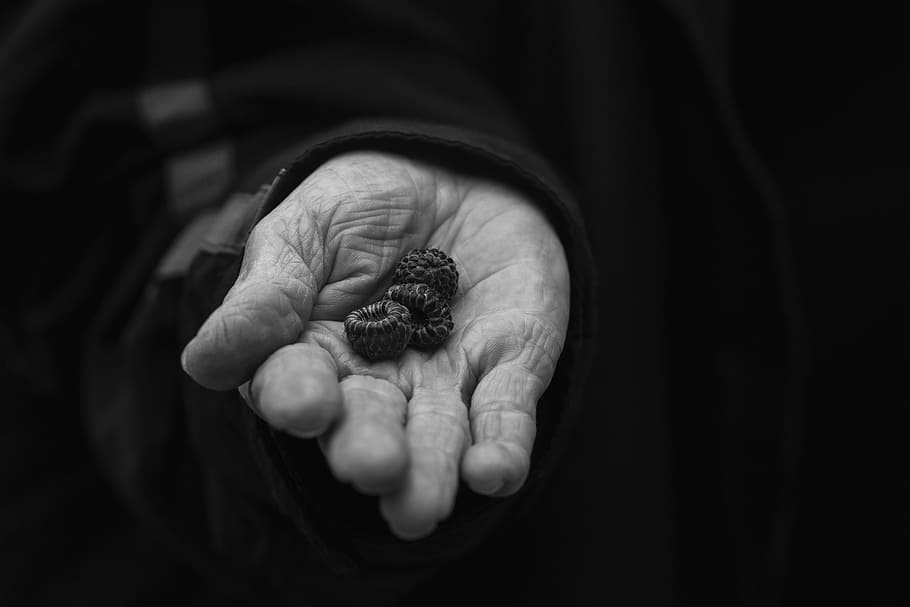 person holding three berries, person holding fruits, hand, black and white HD wallpaper