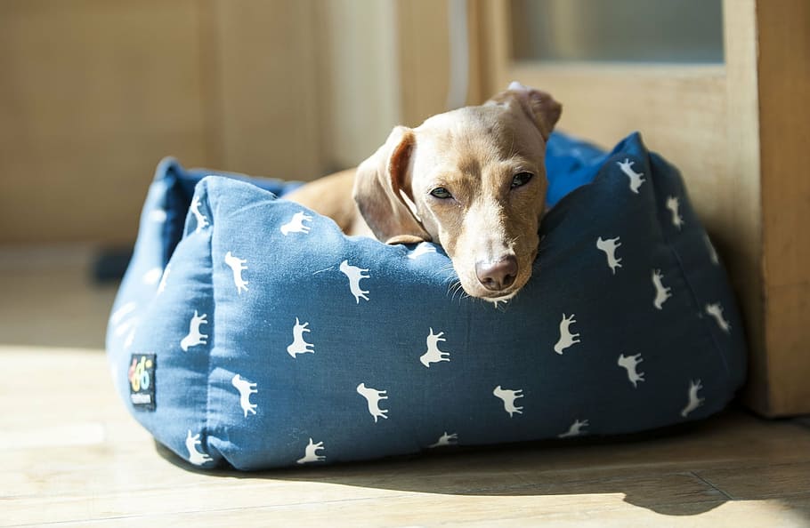 short-coated brown puppy on blue and white pet bed, dog, dachshund HD wallpaper