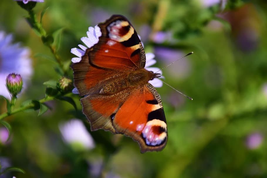 Peacock, Butterfly, Insect, Close, flower, nature, peacock butterfly HD wallpaper
