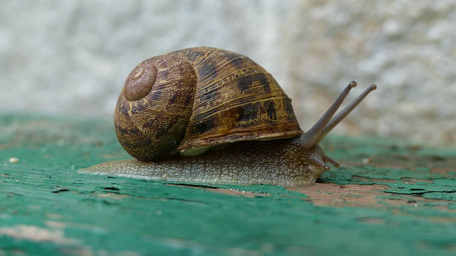shallow focus photography of brown snail, macro, green, color HD wallpaper