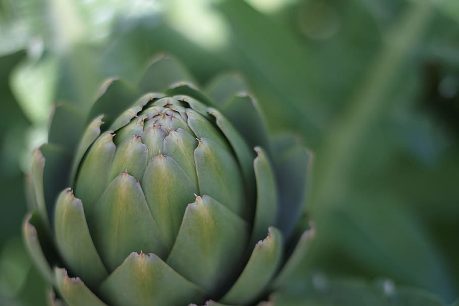 Green Plant, bud, close up, close-up view, nature, green color HD wallpaper