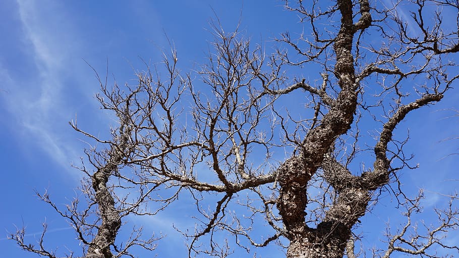 tree, the ancient trees, nature, sky, low angle view, plant HD wallpaper