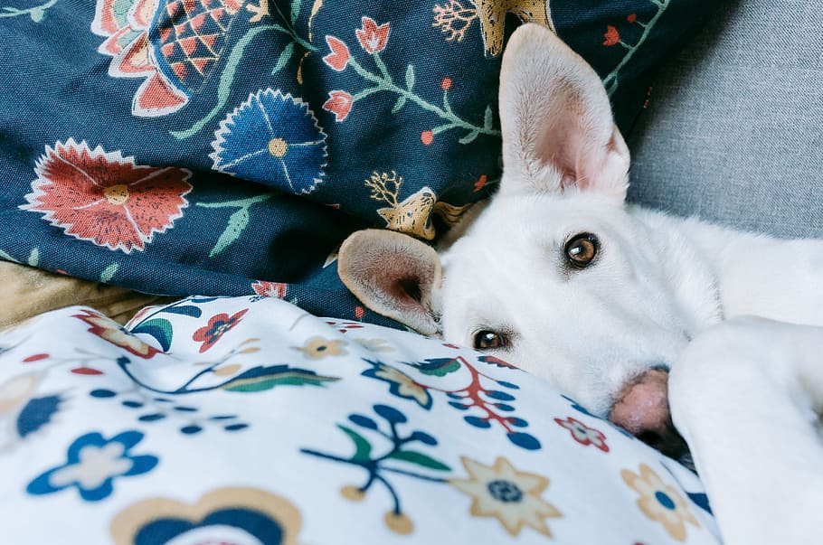 Dog resting, animals, pets, cute, mammal, domestic Animals, fur HD wallpaper