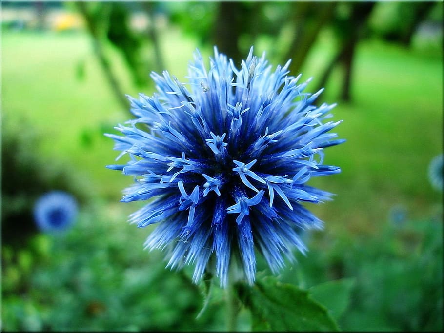 globe thistle, blue, garden, close, summer, green, flower, flowering plant HD wallpaper