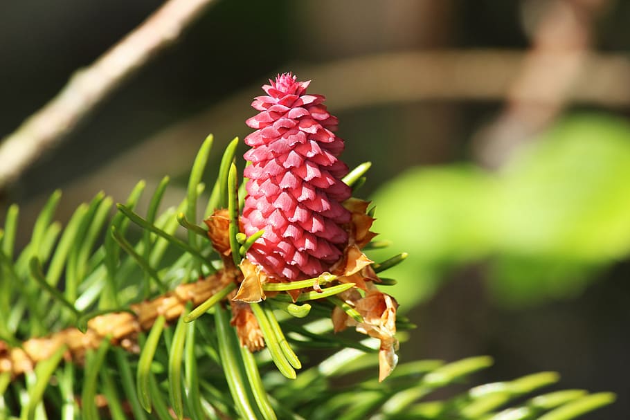 pine cones, tap, forest, spring, nature, conifer, kienäpfel HD wallpaper