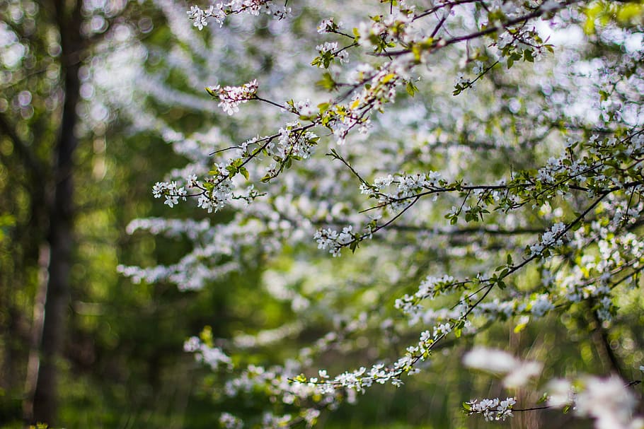 white and black trees, macro, photography, flower, plant, nature HD wallpaper