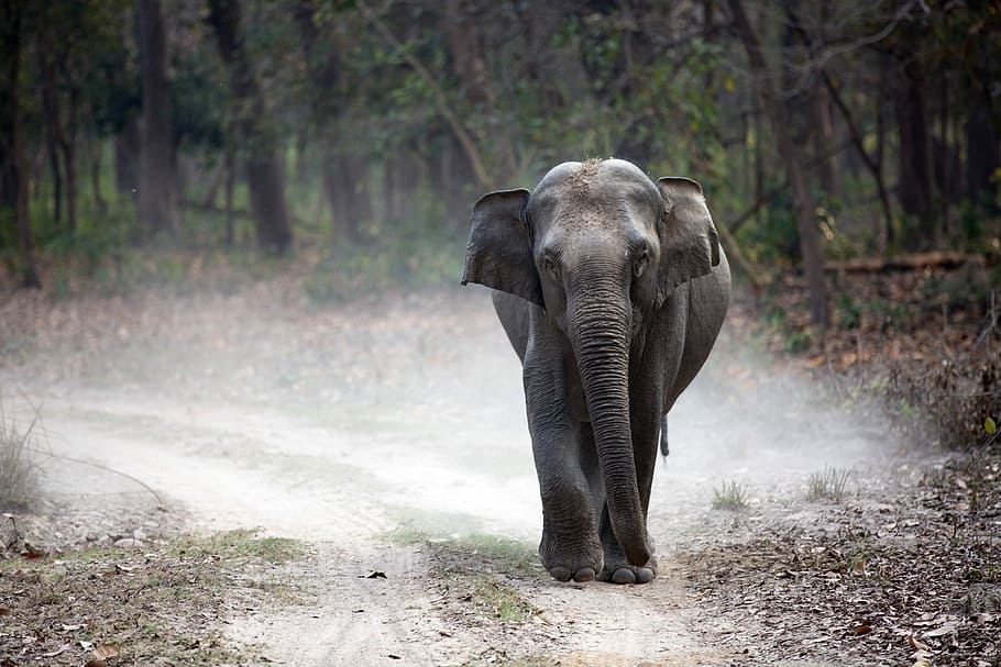 Elephant in Jim Corbett, gray elephant walking on road near trees