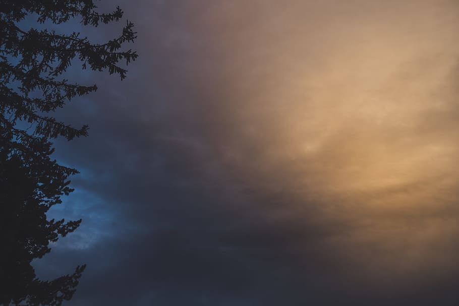 Silhouette of a Tree With Cloudy Sky Background, backlit, clouds HD wallpaper