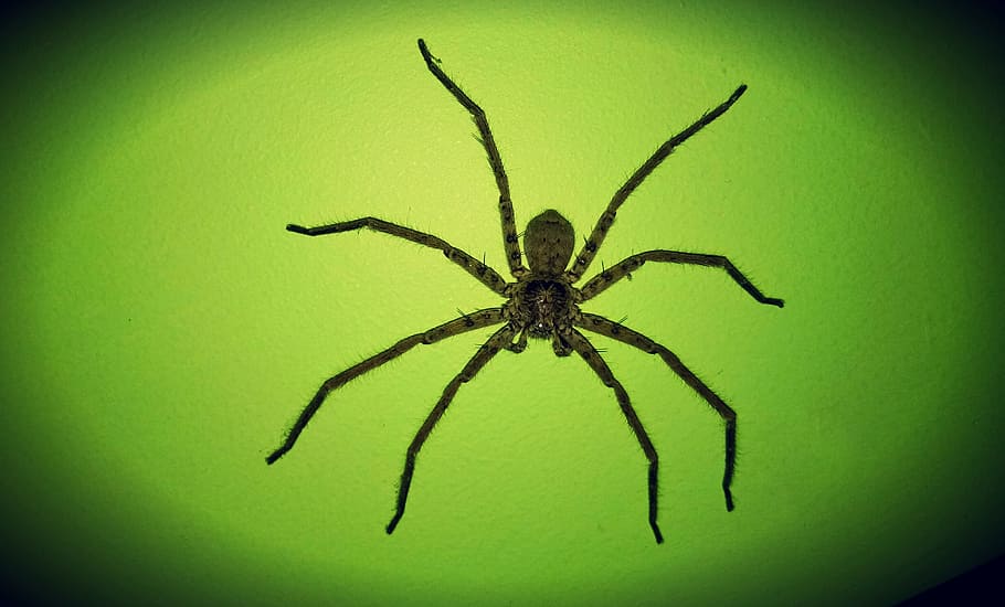 focusing, spider, on wall, arachnid, invertebrate, insect, one animal HD wallpaper