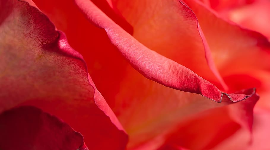 red, petal, flower, bloom, flowering plant, beauty in nature HD wallpaper