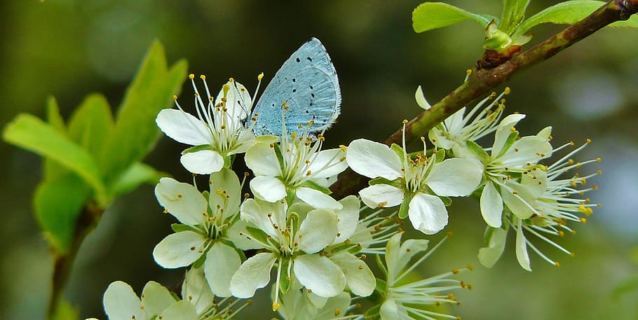 selective focus photography of common blue butterfly perching on white flower