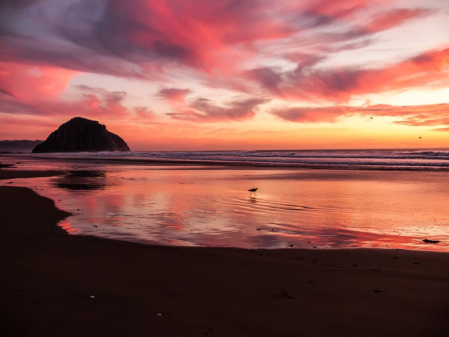 silhouette photo of bird stands on shore at golden hour, photo of body of water during sunse HD wallpaper