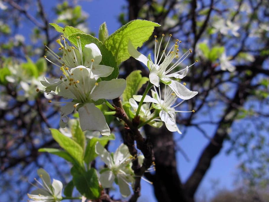 tree, flowers, buds, apricot, spring, white, nature, branch HD wallpaper