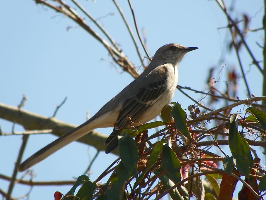mockingbird, animal, feather, flying, standing, winged, nature HD wallpaper