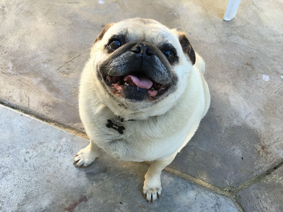 pug, smile, dog, one animal, mammal, pets, domestic, canine HD wallpaper