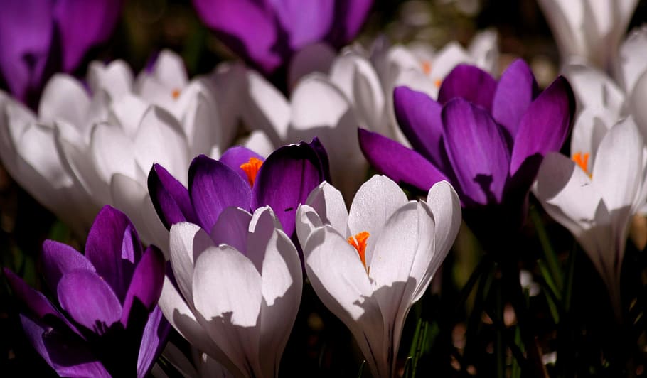 field of white and purple petaled flowers, crocus, spring, blossom HD wallpaper