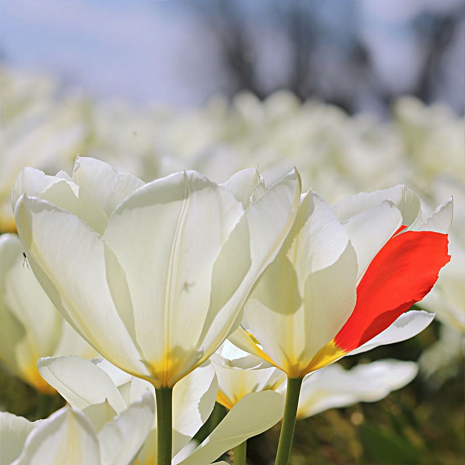 tulip, tulipa, flower, white, red leaf, freak of nature, flowering plant, HD wallpaper