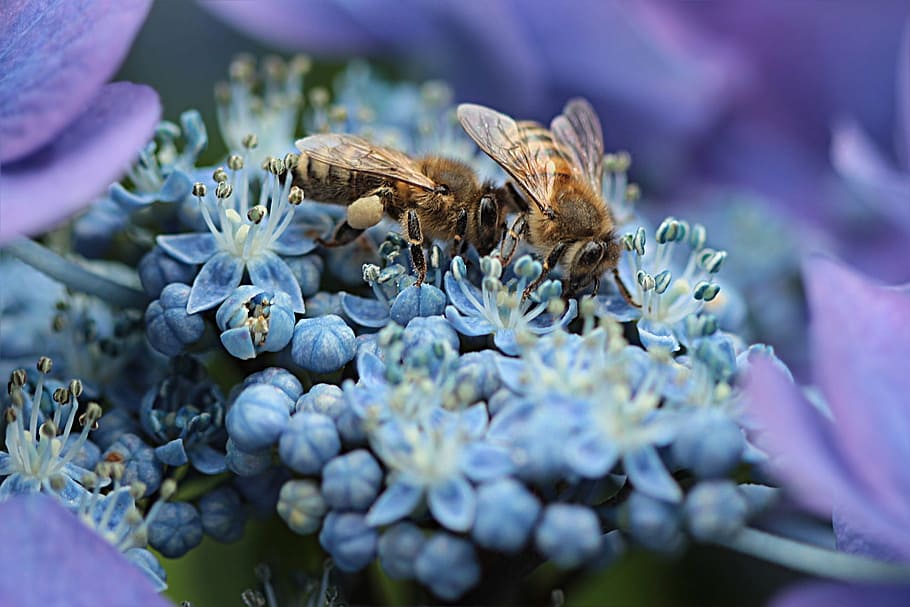 HD wallpaper: macro photo of blue flowers and honeybees, honey bee