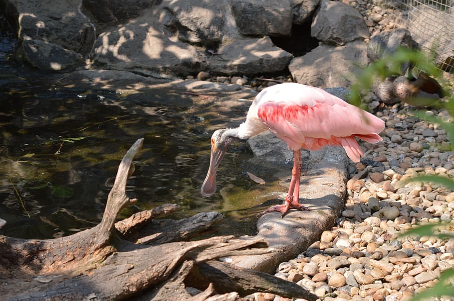 bird, feather, zoo, rock, solid, rock - object, animals in the wild HD wallpaper