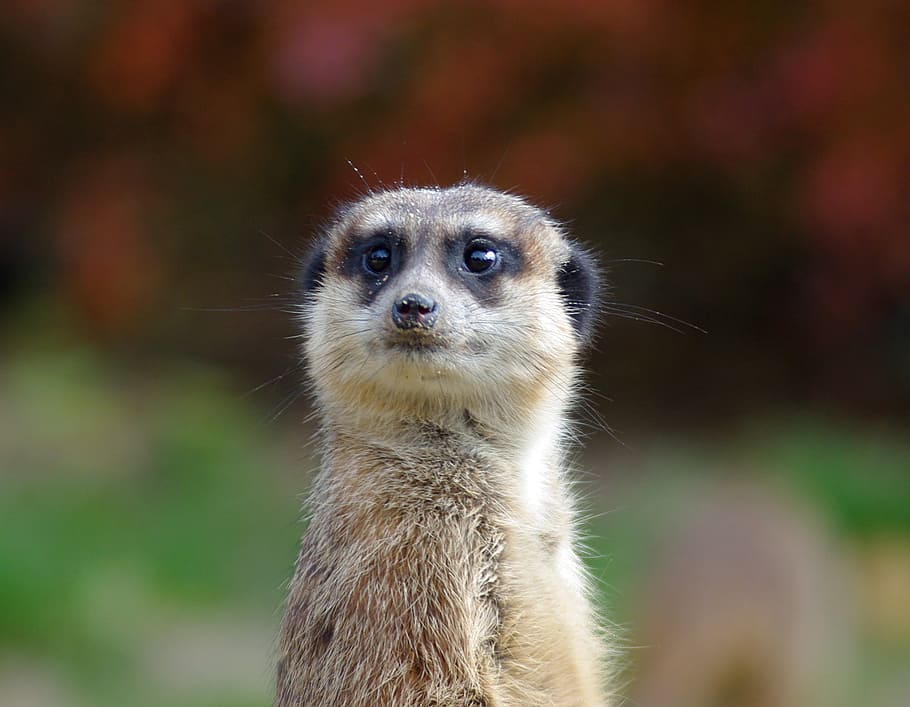 selective focus photo of tan animal, meerkat, zoo, curious, fur, HD wallpaper