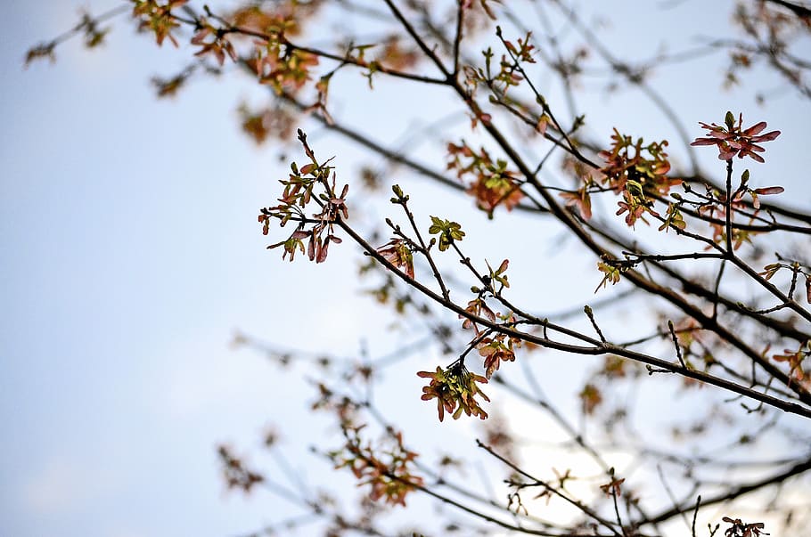 selective focus photography of red leaf tree, selective focus photography of bare tree HD wallpaper