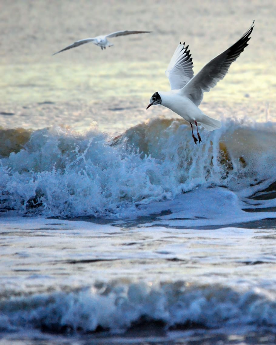 white and black seagull, Ocean, Bird, Flying, Beach, Water HD wallpaper