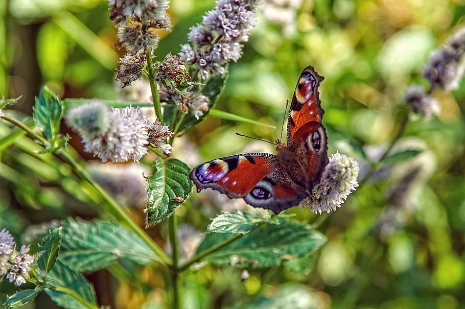 nature, insect, plant, leaf, garden, butterfly, flower, summer HD wallpaper