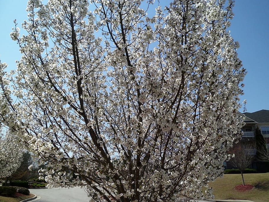 spring, nature, dogwood, tree, plant, growth, flowering plant HD wallpaper