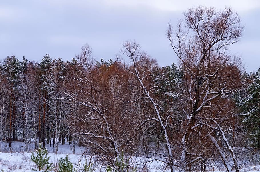 Forest, Snow, Winter, Winter, winter forest, trees, nature HD wallpaper