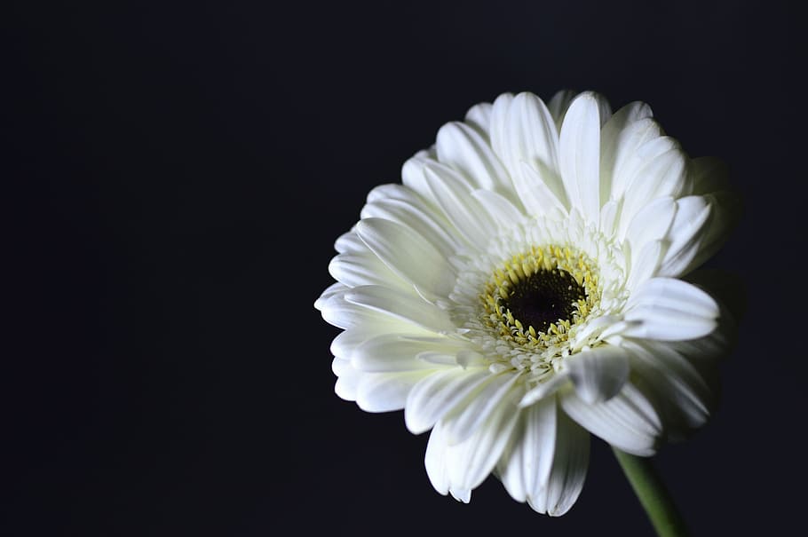 flower, nature, summer, gift, floral, spring, bello, decoration HD wallpaper
