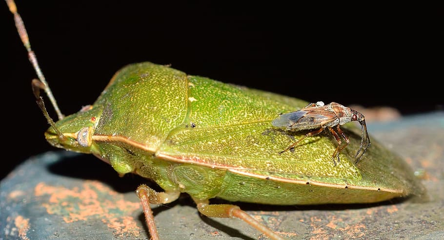 insects, hemiptera, bug, green, nezara, animal themes, one animal HD wallpaper