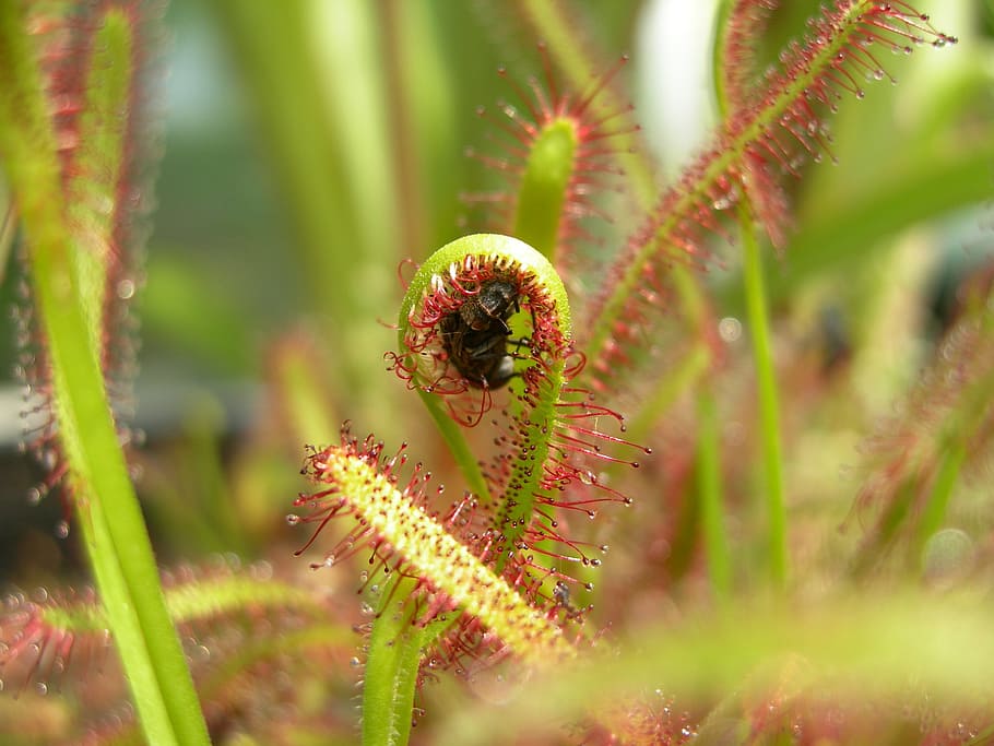 plants, carnivorous plants, fly, carnivore, trap, growth, beauty in nature