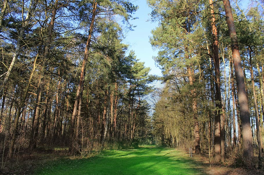 Glade, Forest, Rush, Nature, tree, pine tree, outdoors, tree trunk HD wallpaper