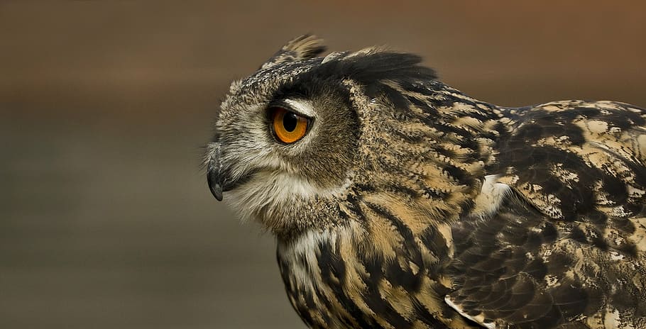 selective focus photography of owl, eagle owl, bird, feather HD wallpaper