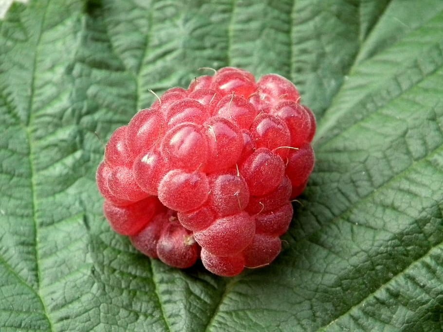 red raspberry on green leaf, fruit, sweet, fresh, a lot, leaves HD wallpaper