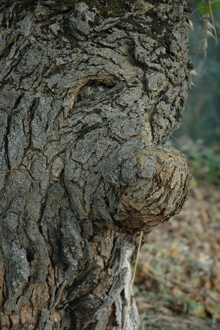 tree, face, fairy tale, old, elderly, sprookjesachtg, nature HD wallpaper