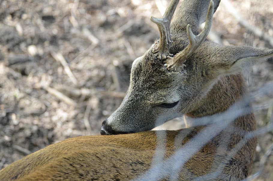 Roe Deer, Hirsch, Antler, Fallow Deer, scheu, red deer, young animal HD wallpaper