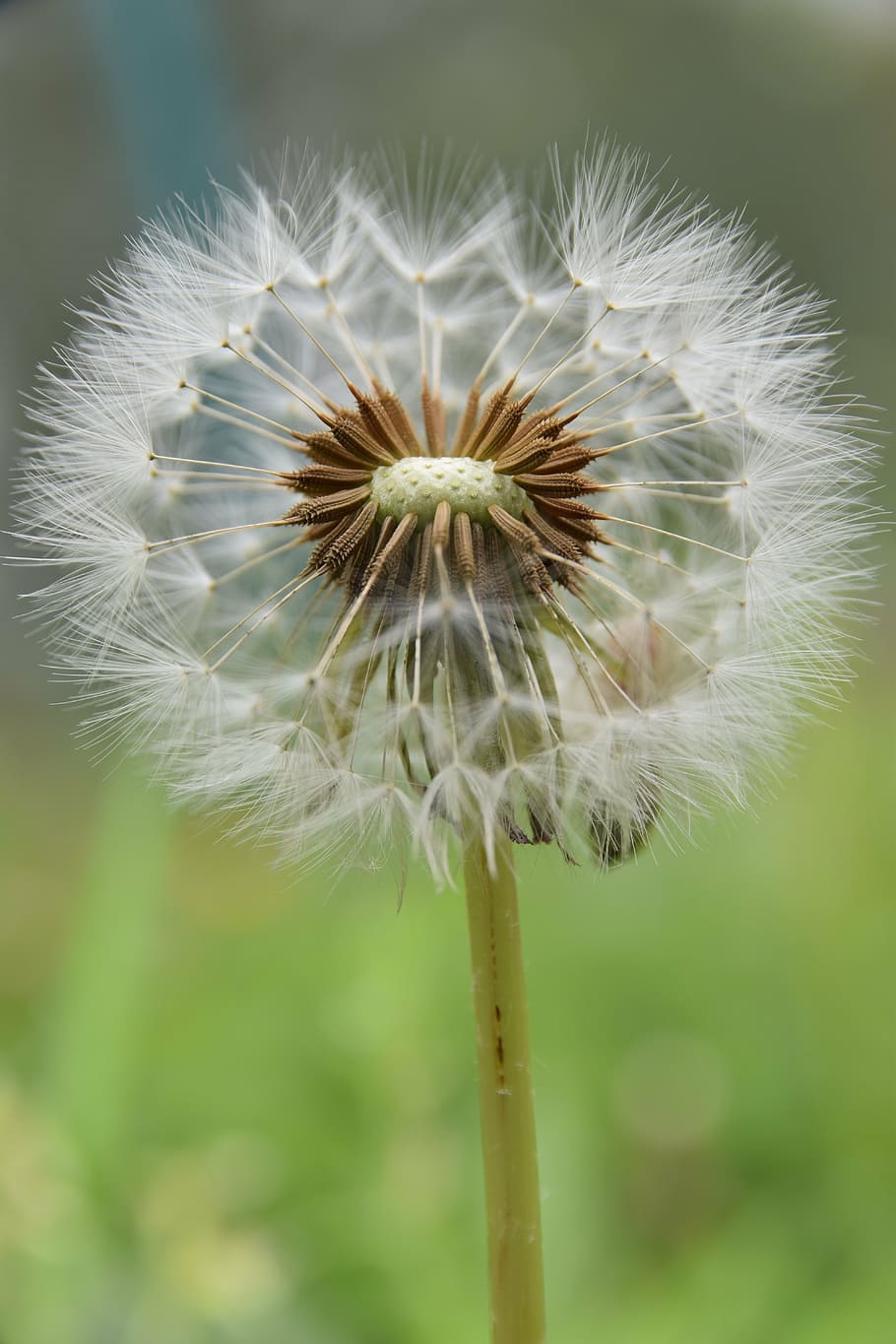 macro, dandelion, flower, blossom, nature, plant, summer, close-up HD wallpaper