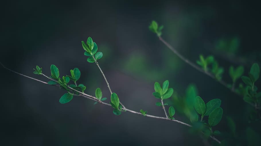 shallow focus photo of green leafed plant, selective focus photography of green leaf plants HD wallpaper