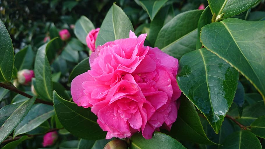 Camellia, debbie, flowering, leaf, pink color, plant, peony