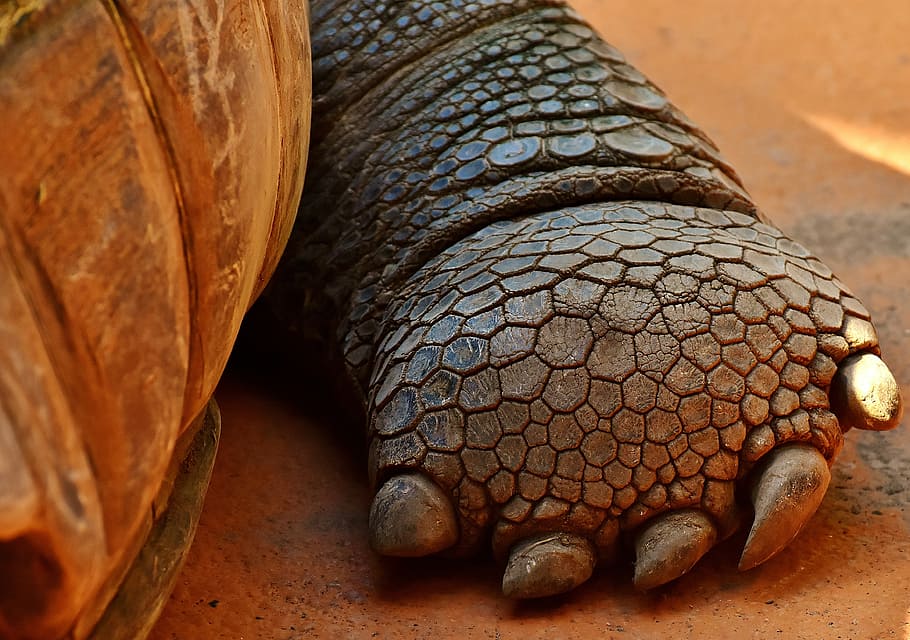 close-up photography of brown turtle paw on brown surface, Giant Tortoise HD wallpaper