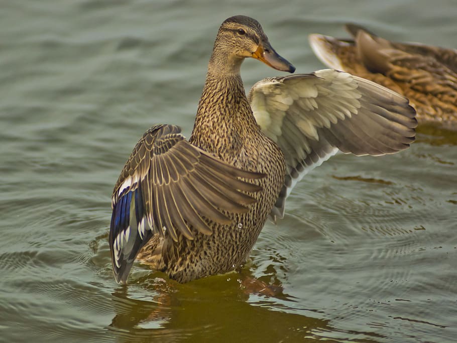 brown duck flapping wings, bird, fly, feather, wildlife, beak HD wallpaper